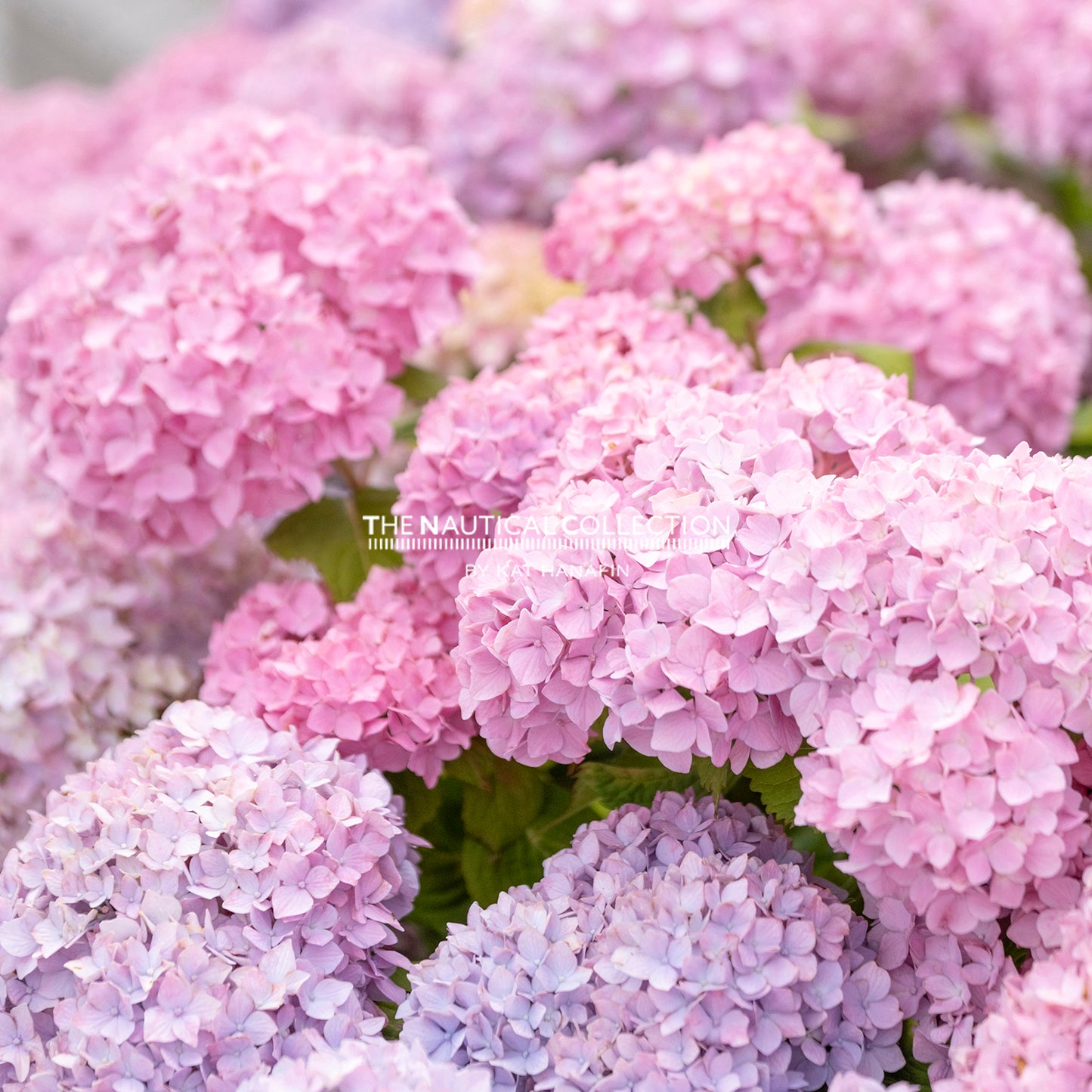 Hydrangeas (PINK)