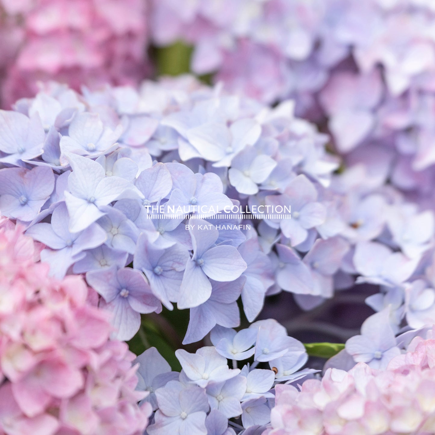 Hydrangeas (Pink/Purple)