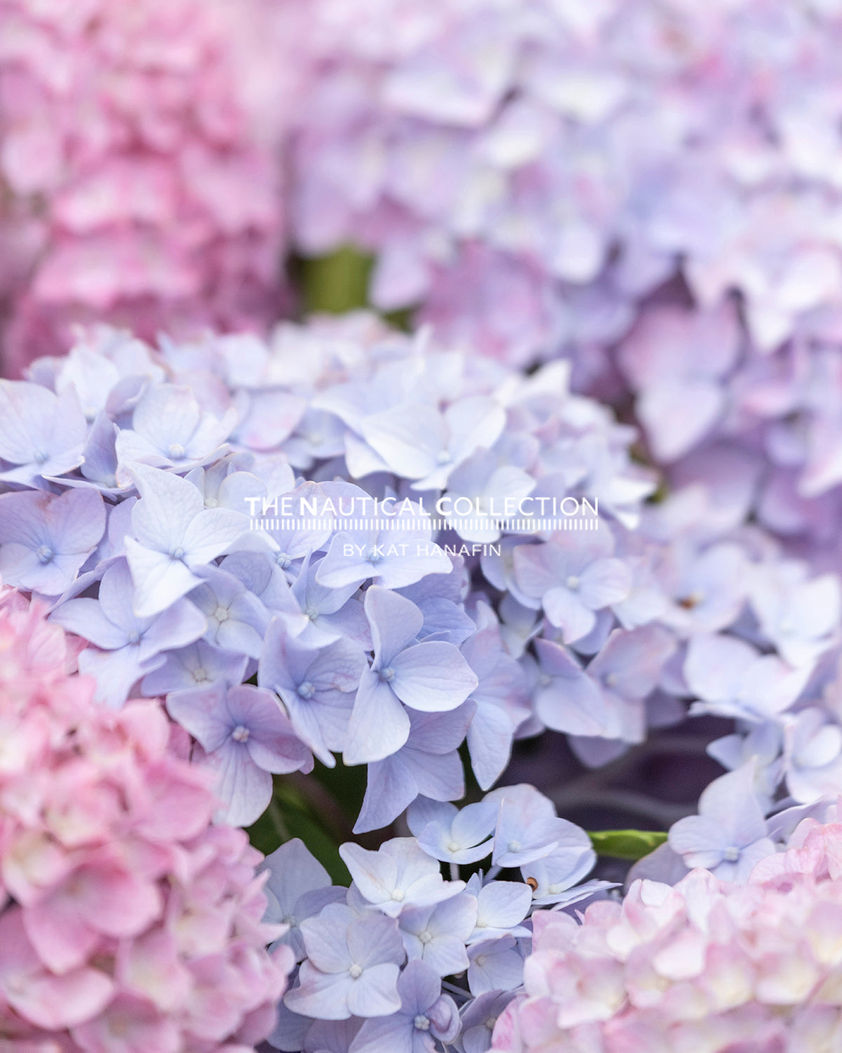 Hydrangeas (Pink/Purple)