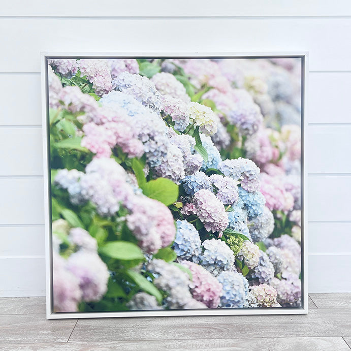 - | KBS | 24 x 24 Hydrangeas