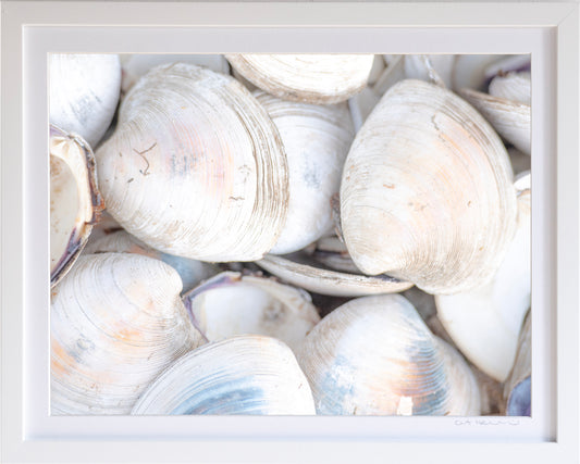 - Clam Shells