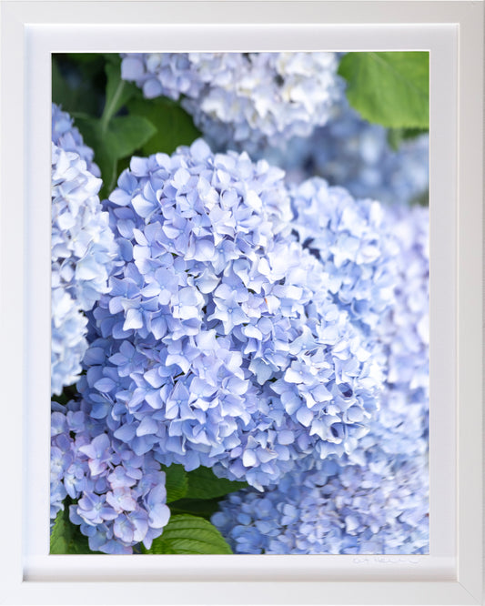 - Hydrangea Blue