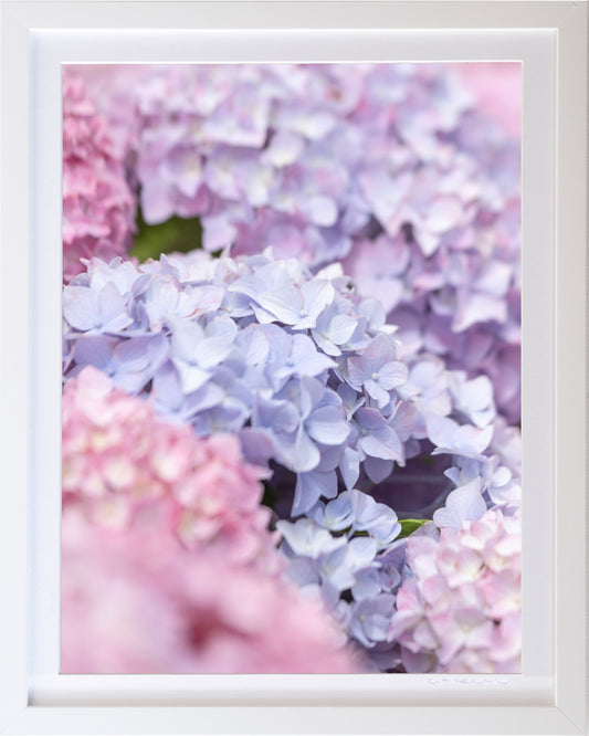 - Hydrangea Mix