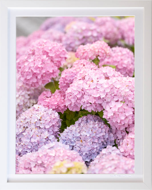 - Hydrangea Pink