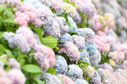 Hydrangeas