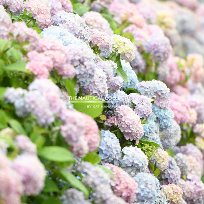 Hydrangeas