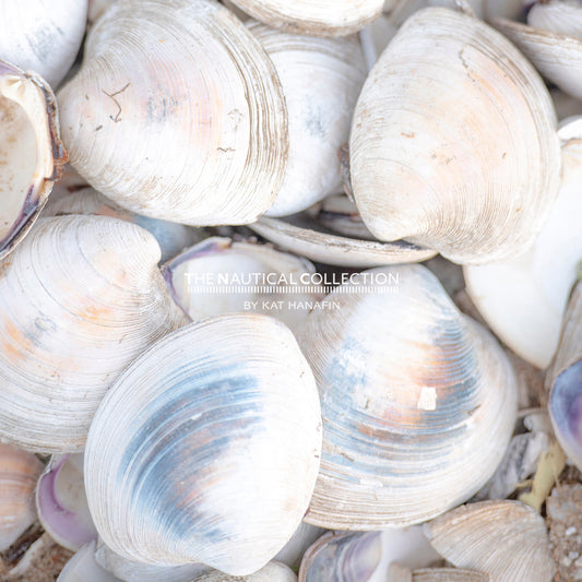 Menemsha Shells