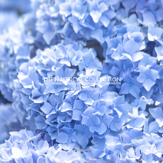 Hydrangeas (BLUE)