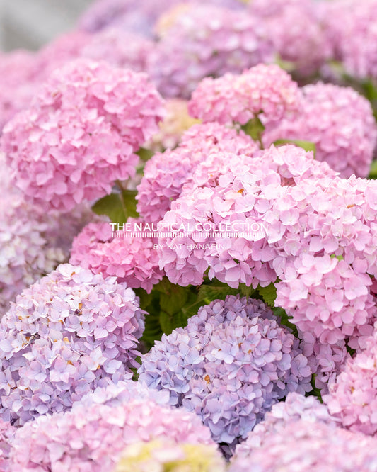 Hydrangeas (PINK)