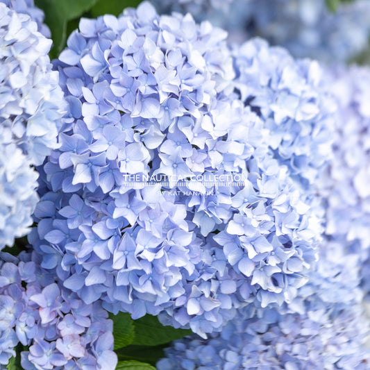 Hydrangeas (BLUE)