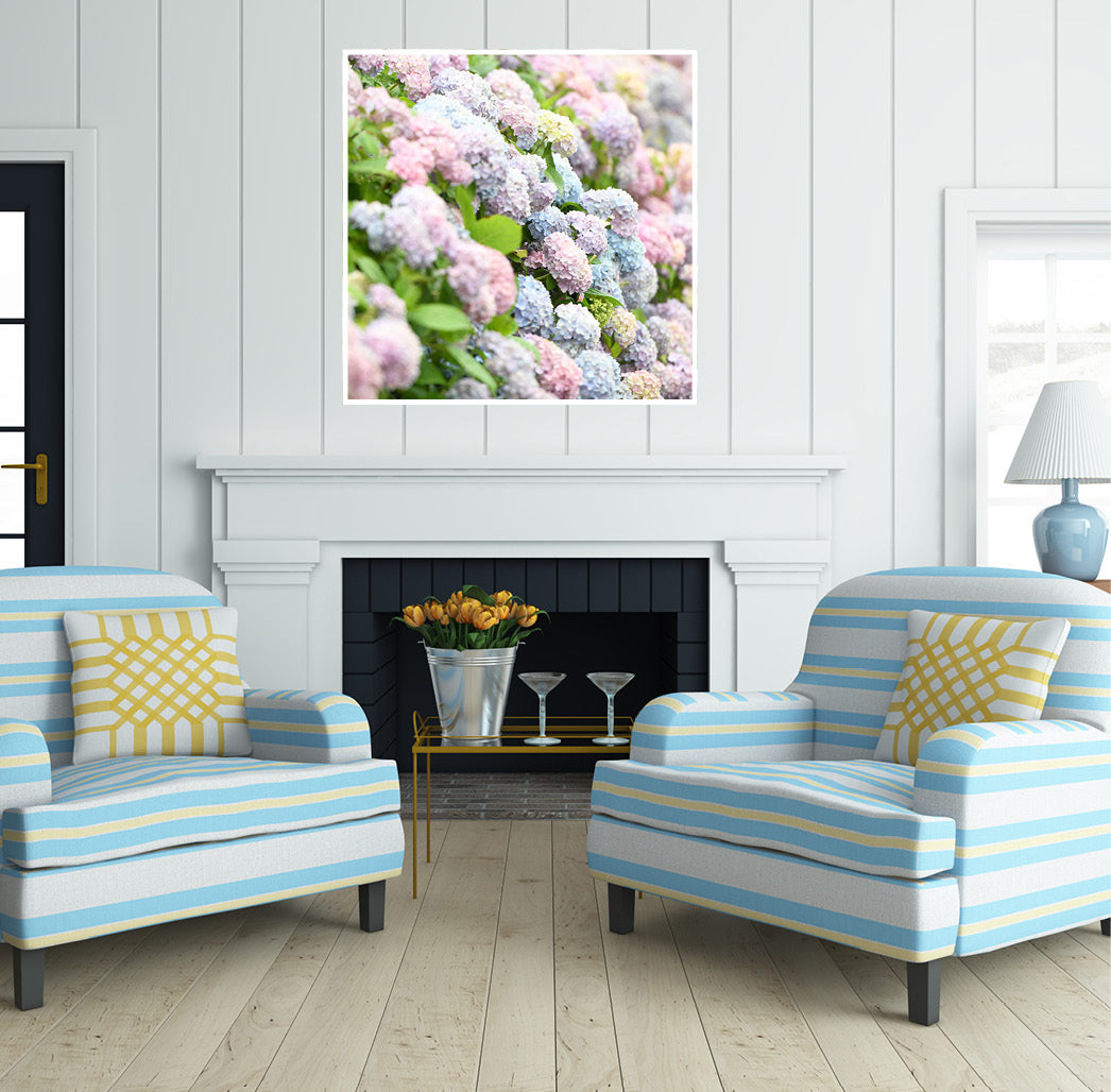 Hydrangeas