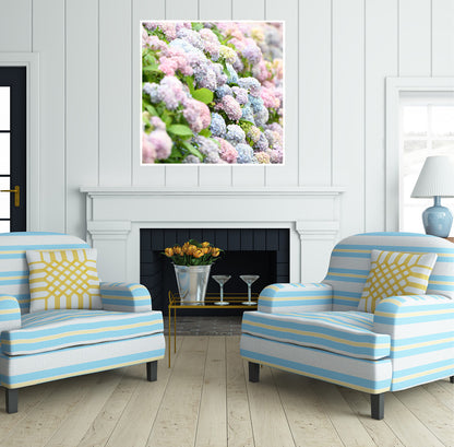 Hydrangeas