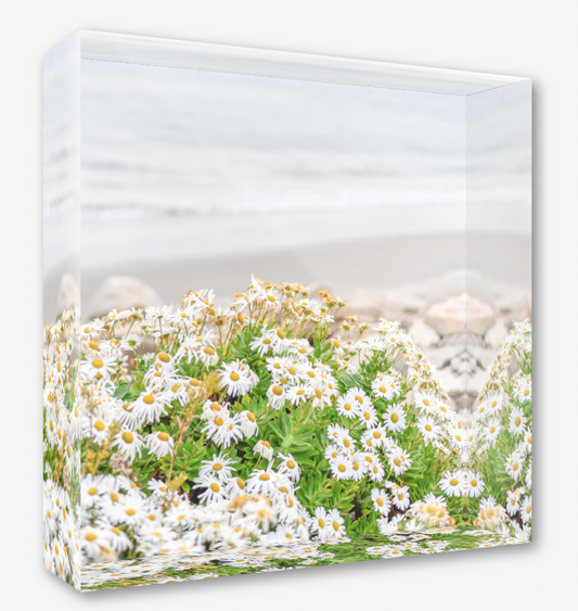 + mini acrylic block: Minot Daisies